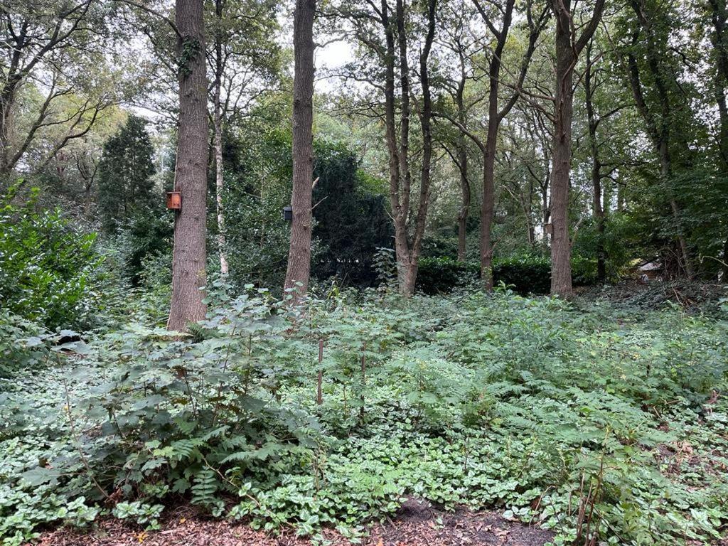 Huisje In Het Bos Zuidlaren Luaran gambar